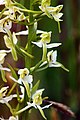 A greater butterfly orchid in the reserve