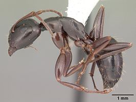 Camponotus caryae