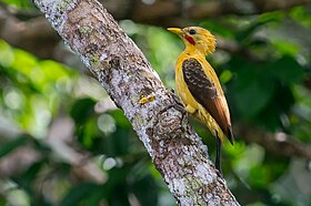 Pica-pau-amarelo macho em Parque Nacional Manú, Peru