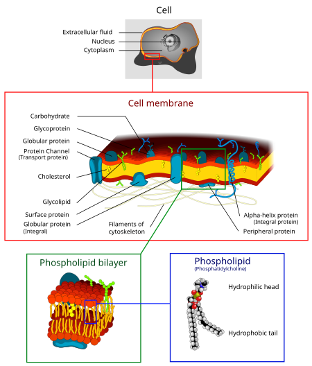 La membrane plasmique d'une cellule eucaryote.