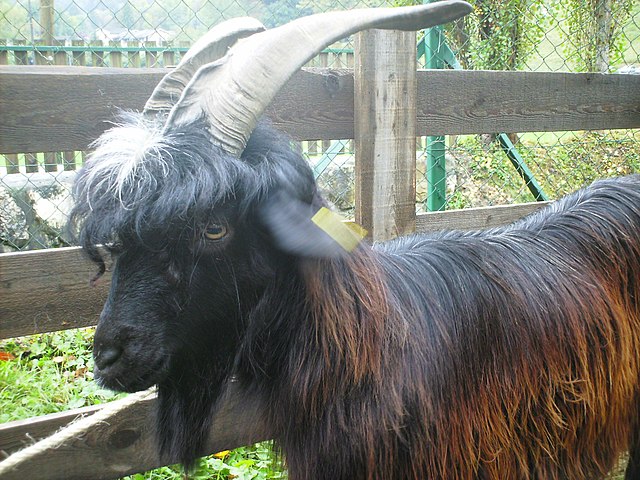 Chèvre Pyrénéenne