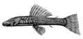 Chaetostoma microps