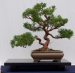 Deltagarpris: Veckans tävling vecka 48 2020, Stubbar november 2020 - En bild på en bonsai.