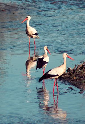 White Storks wading in Guadiana River, Badajoz...