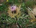 Cirsium obvallatum