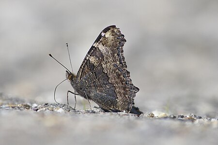 Ventral view