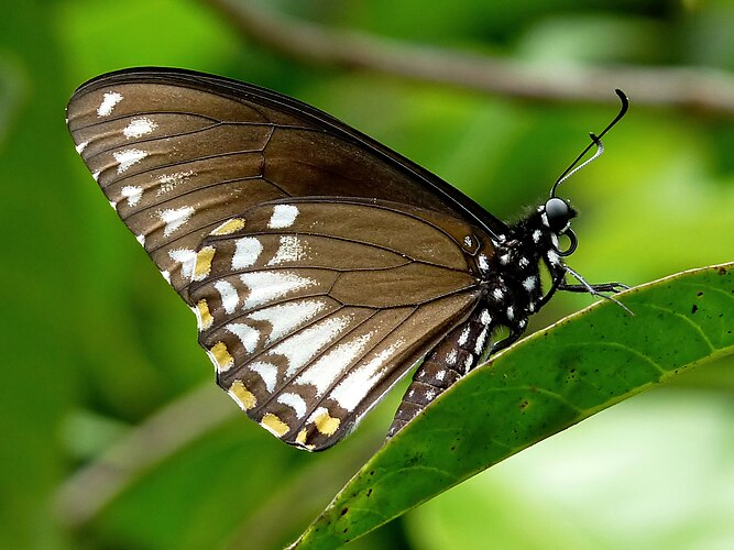 Бабочка Papilio clytia из Юго-Восточной Азии