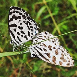 Common Pierrot spotted at Padur