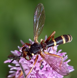 Zilveren blaaskop