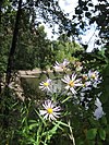 Flowers next to Cottonwood Bay