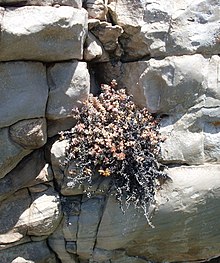 Crassula rupestris frequently grows as a cremnophyte on cliff faces in fynbos. Crassula rupestris on cliff face - Cape Town.jpg