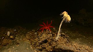 Telepuk laut merah dan telepuk laut berbatang putih.