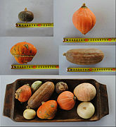 Cucurbita maxima tipo (mini) "zapallos decorativos",[77]​ pequeños, decorativos y comestibles.[77]​ C. maxima tipo (mini) "Zapallito-Zipinki" (arriba izquierda), tipo (mini) "Nugget" (arriba derecha), tipo (mini) "Turbante" (medio izquierda), sin nombre en su banco de germoplasma de tipo (mini) "Zipinka" (medio derecha[77]​). Abajo junto con otras calabacitas de Cucurbita maxima no comestibles (verlas en Cucurbita de uso no alimenticio).[77]​