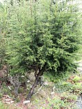 Cupressus goveniana ssp. pygmaea - Ботанический сад Калифорнийского университета - DSC09051.JPG