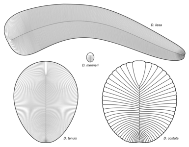 Diagrama de diverses espècies de Dickinsonia (cont.)