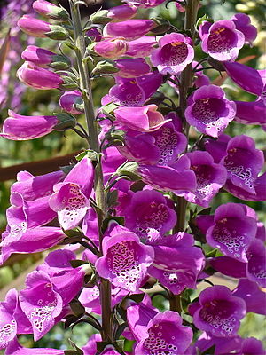 Digitalis purpurea (flowers)