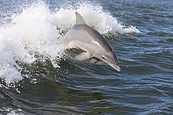 Dolphin,2007-4-13.jpg