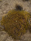 Miniatura para Ephedra frustillata