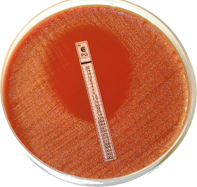 Una tira de antibiótico inhibe el crecimiento de las bacterias en un cultivo.