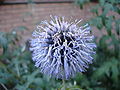 Echinops ritro (Ruthenische Kugeldistel)