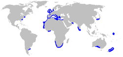 Área de distribución de Echinorhinus brucus.[3]