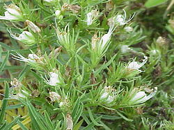 Echium aculeatum