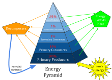Trophic pyramids (also called ecological pyramids) model trophic levels in a food chain and/or biomass productivity. Ecological Pyramid.svg