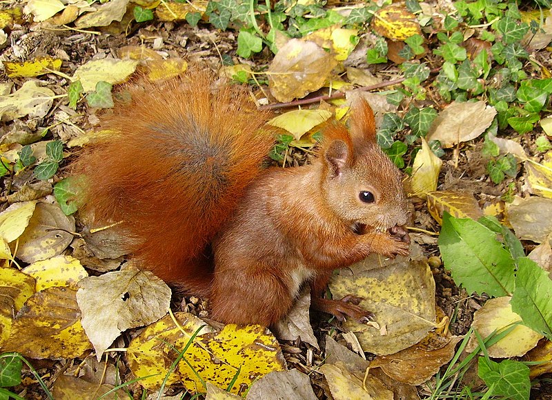 Archivo:Eichhörnchen im Herbst.jpg