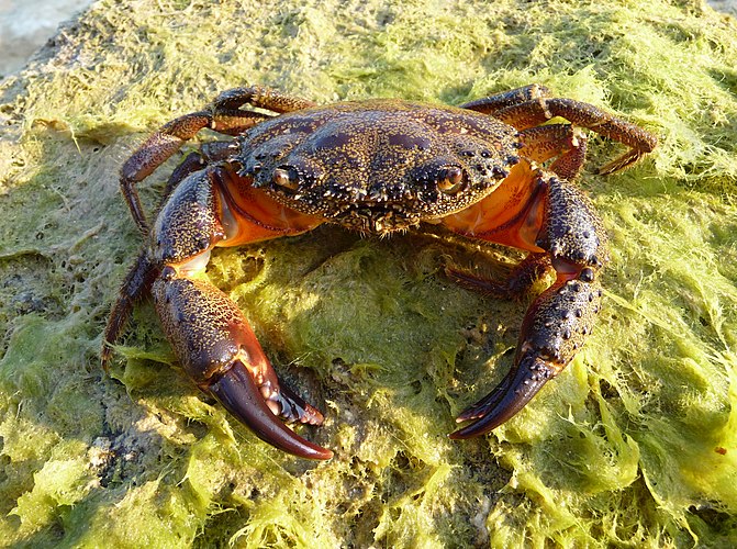 Самец каменного краба (Eriphia verrucosa Forskål). Побережье Чёрного моря.