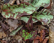 Erythronium japonicum bud.jpg