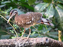 Eurypyga helias -Smithsonian National Zoological Park, USA-8.jpg