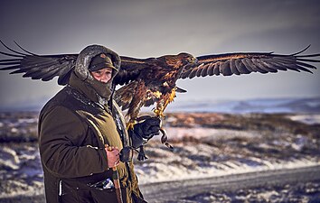 Un cetrero con un águila posada en su brazo