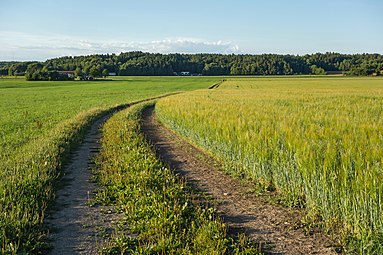 À Brastad, champ avec avoine cultivée, seigle ; du grand plantain dans le chemin ; sur la gauche de l'herbe pour l'ensilage. Juillet 2018.