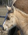 Palomino filly by above stallion