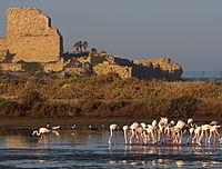 Flamingo in front of Atlit fortress