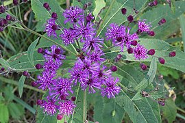 Western ironweed