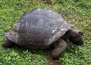 English: Galapagos giant tortoise