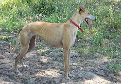 Galgo español