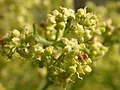 Miniatura para Galium angustifolium