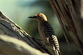 Gila woodpecker Melanerpes uropygialis