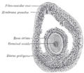 Section of vesicular ovarian follicle of a cat, x 50