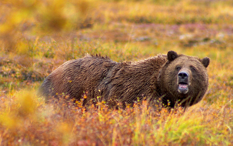 Súbor:Grizzly Denali Crop.jpg