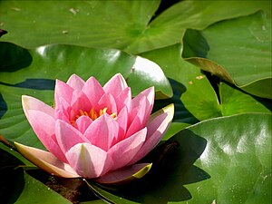 La Nymphaea è una pianta presente nel laghetto del colle Temenite