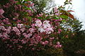 La floración del manzano silvestre (Malus halliana) en el bosque municipal, jardín botánico de Kobe (junio)