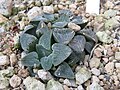 Haworthia pygmaea