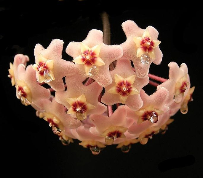 File:Hoya carnosa inflorescence ies.jpg