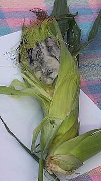 Huitlacoche