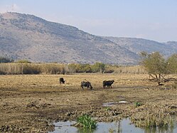 Домашние азиатские буйволы пасутся на болотах