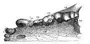 Lower jaw of Hyaena eximia