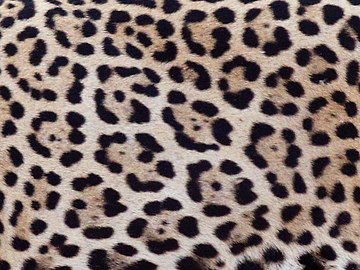 Jaguar (P. onca)